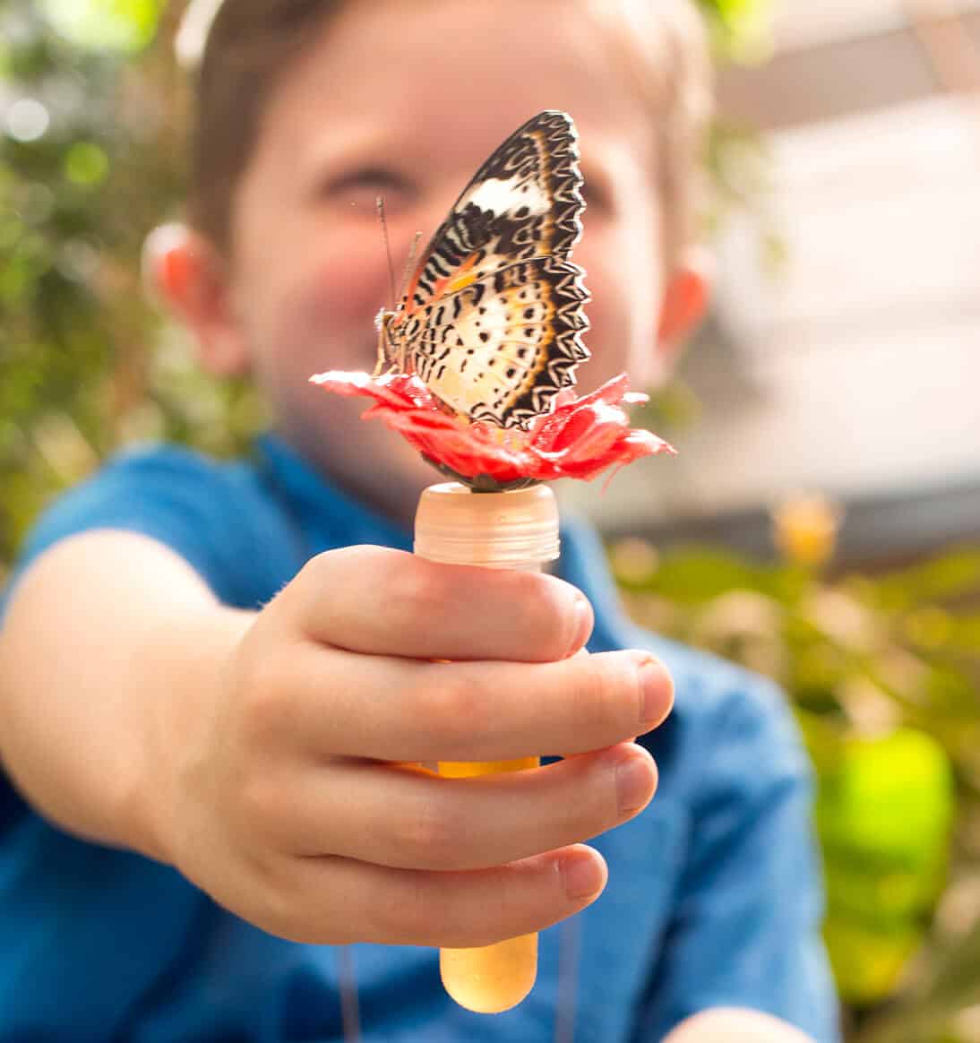 Feeding a butterfly!