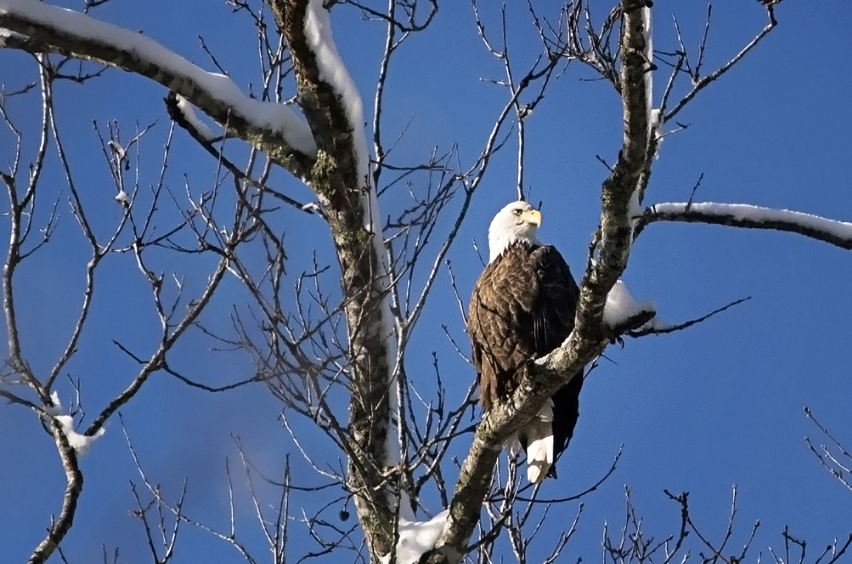 Bald Eagle Branson