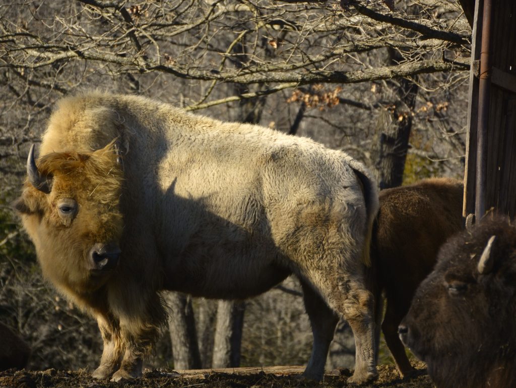 wildlife_tram_tour_dogwood_canyon_mo